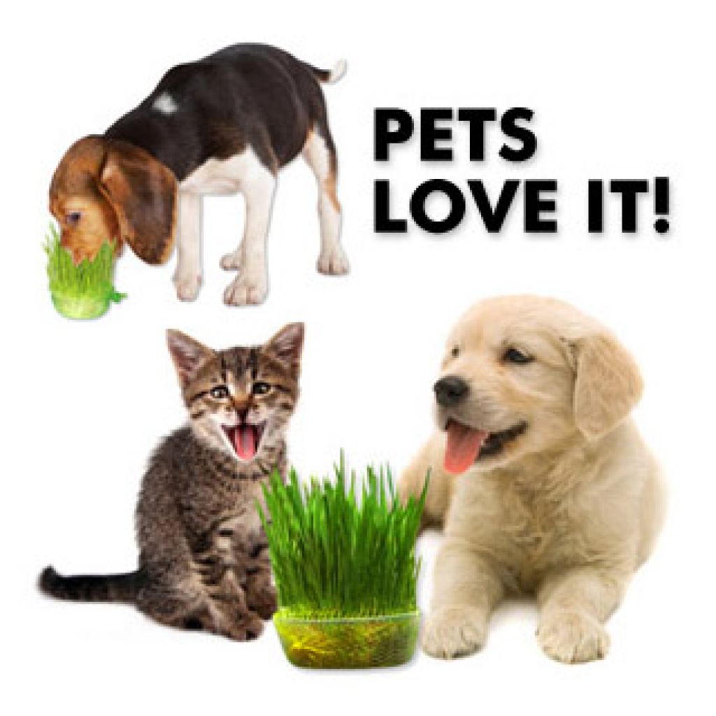 Growing a Quick Pet Treat Wheatgrass Thatsweetgift