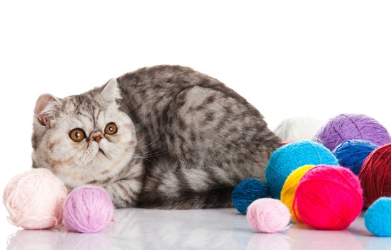 What Cat Breed Matches Your Personality? Find Out Now! | Thatsweetgift