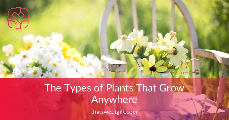 The Types of Plants That Grow Anywhere | Thatsweetgift