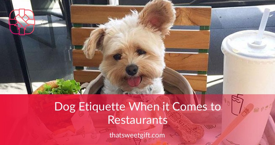 Dog Etiquette When it Comes to Restaurants | Thatsweetgift