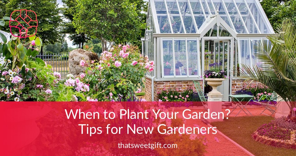 When to Plant Your Garden? Tips for New Gardeners Thatsweetgift