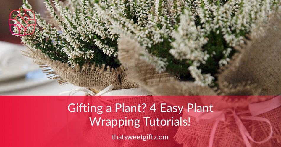 Gifting a Plant? 4 Easy Plant Wrapping Tutorials! ThatSweetGift