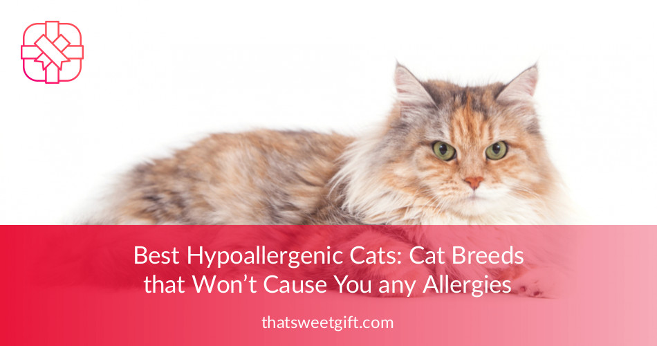Best Hypoallergenic Cats Cat Breeds Thatsweetgift