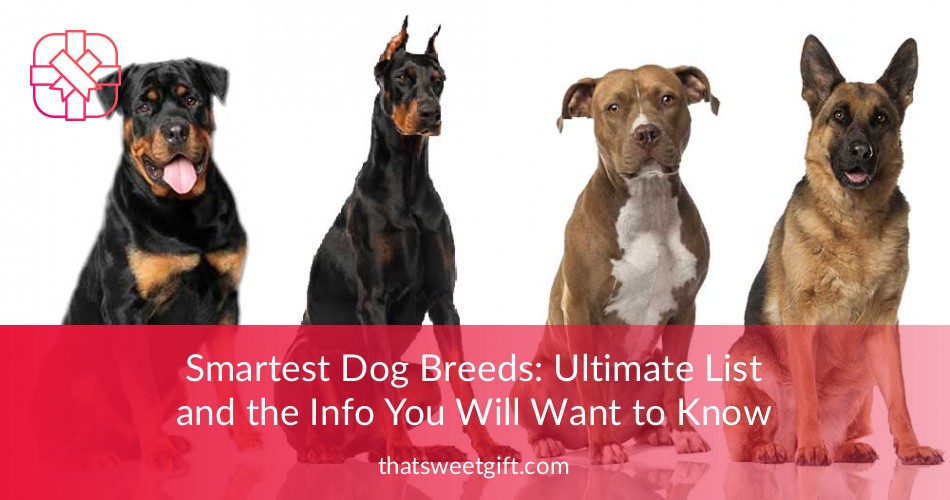 Smartest Dog Breeds Ultimate List ThatSweetGift